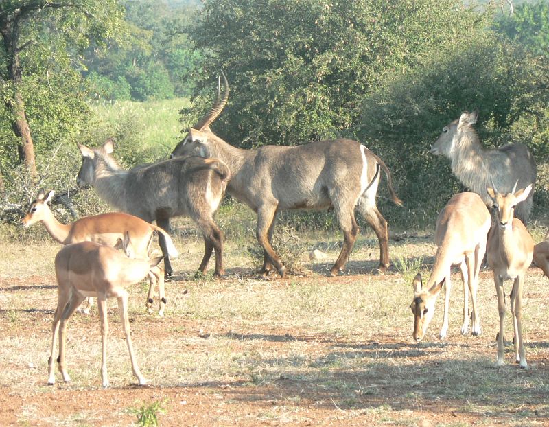 JAR 161_kudu.JPG - Po vyfotografování si šli Vodušky v klidu po svém.